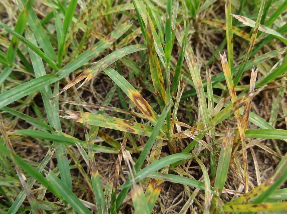 Leaf spot lesions on grass blades