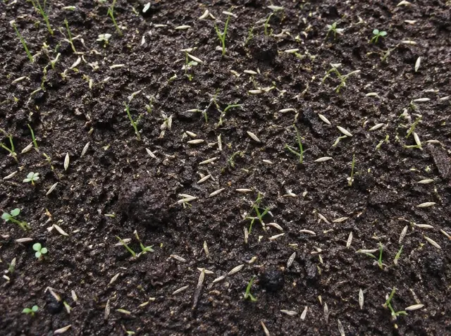 Evenly moist dark seedbed soil with grass seed and tiny seedlings emerging