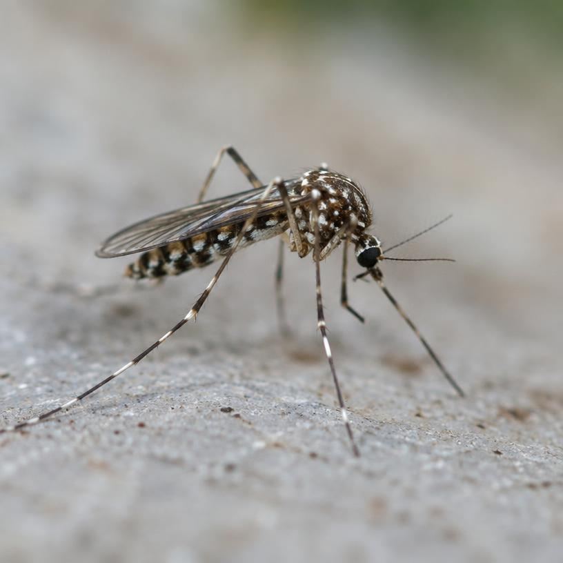 Close-up of a mosquito resting on a hard surface