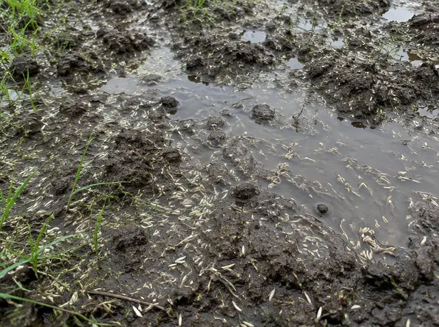 Muddy, puddled seedbed with grass seed floating in standing water