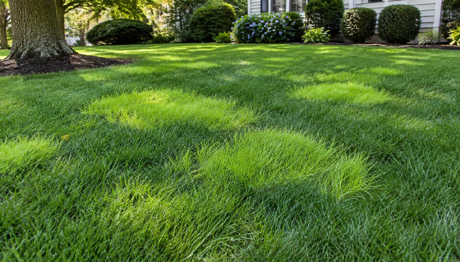 Irregular light lime-green patches of Poa trivialis rough bluegrass in a darker green cool-season home lawn