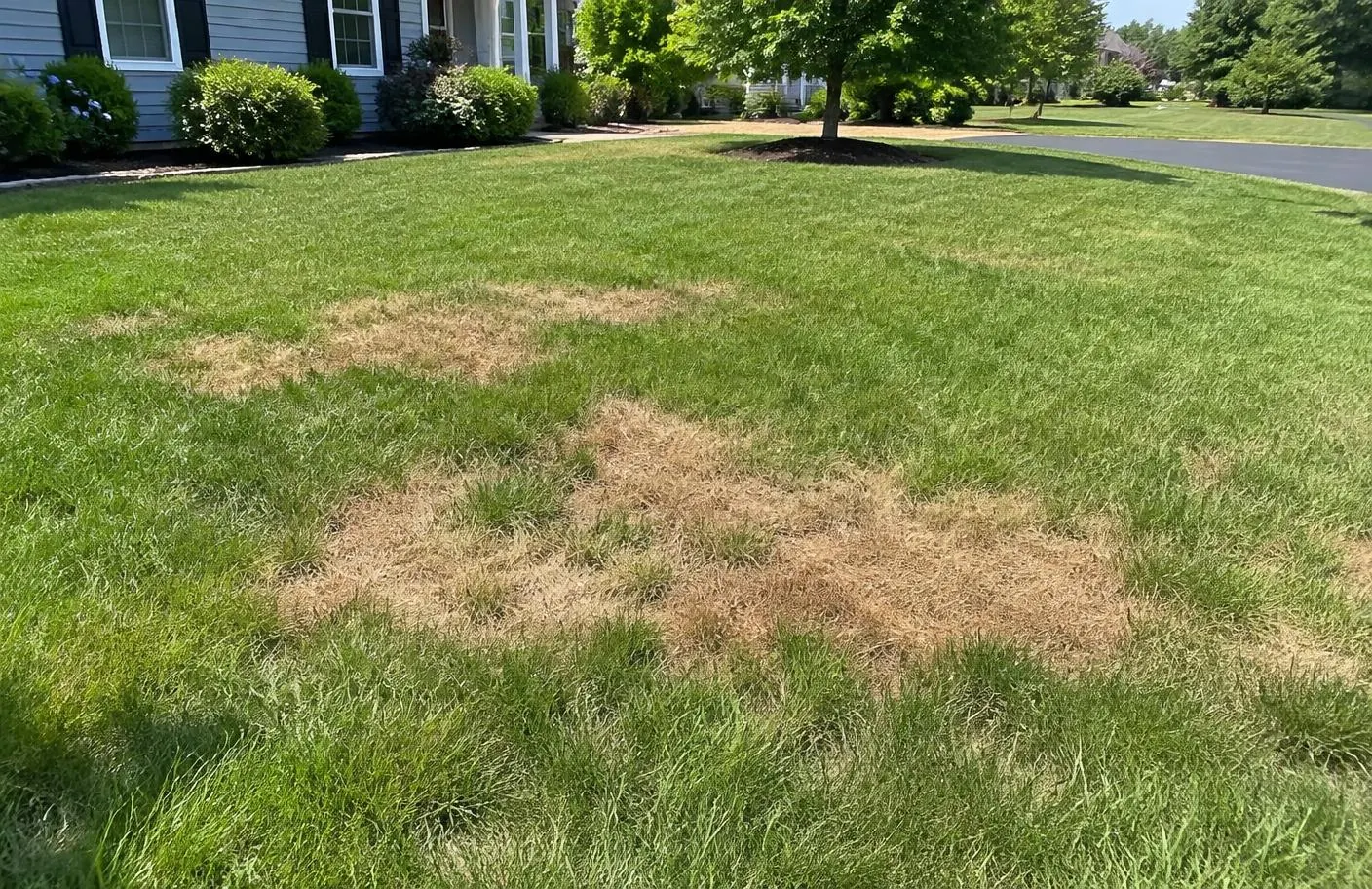 Matted tan Poa trivialis patches collapsed in summer heat surrounded by green tall fescue in a New Jersey lawn