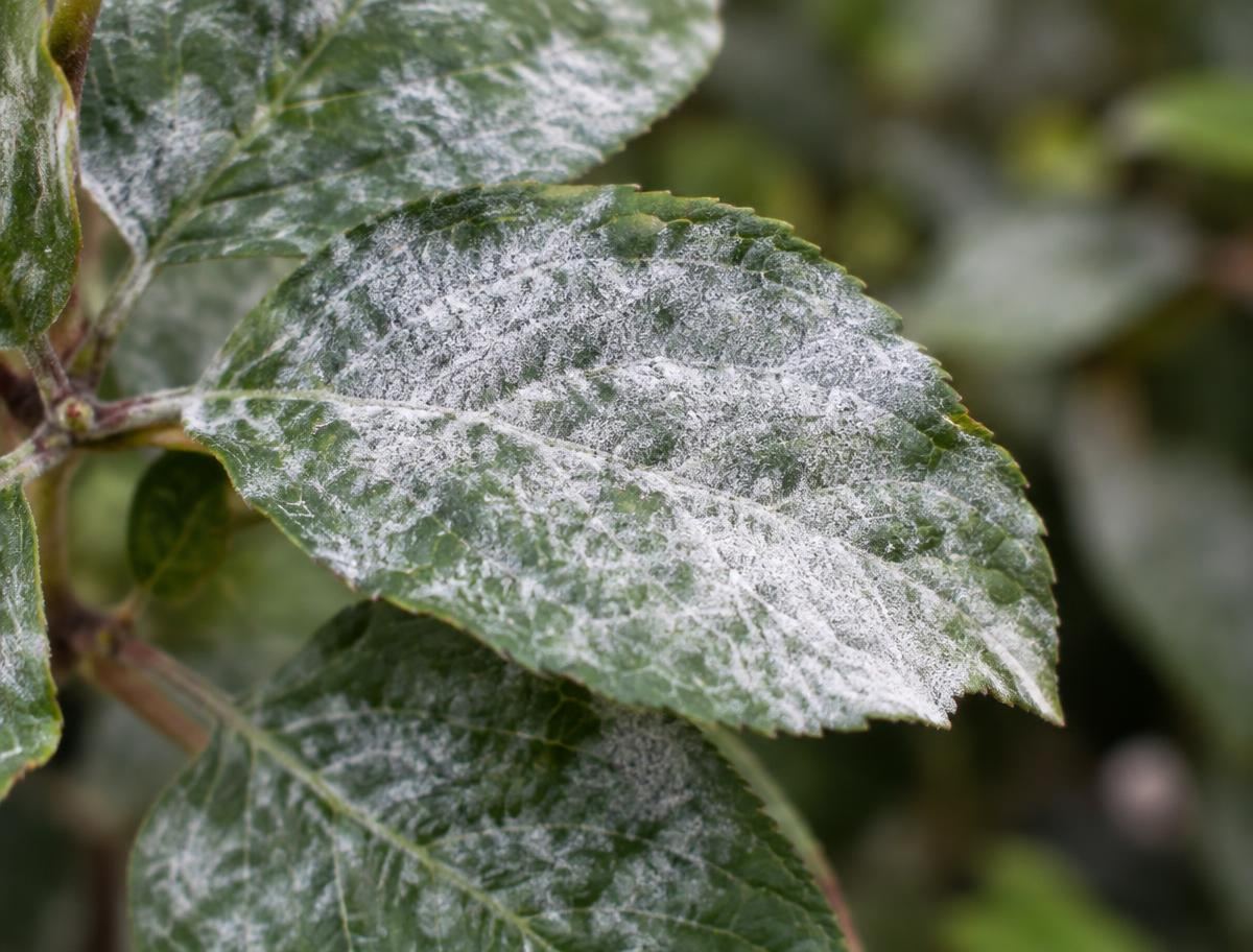 White powdery mildew coating the surface of an ornamental shrub leaf
