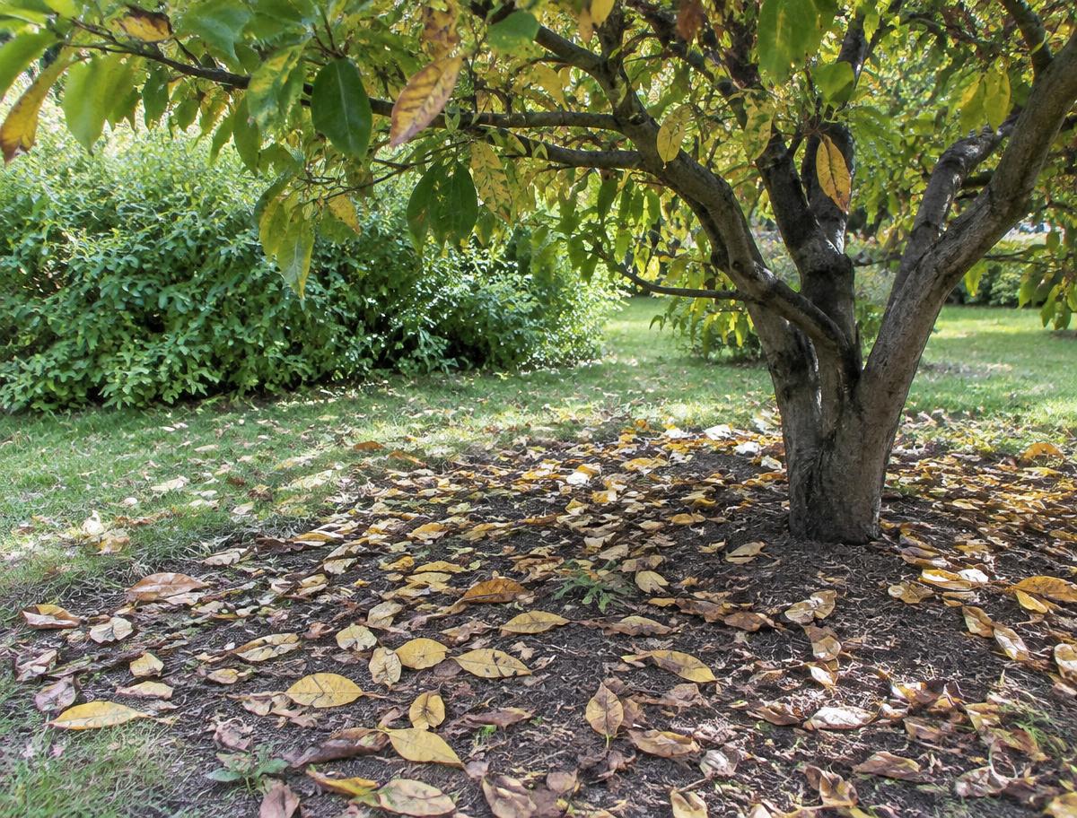 Yellow and brown leaves dropped early on the ground beneath an ornamental tree