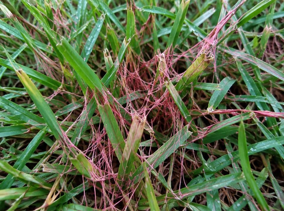 Pink red thread fungal strands in cool season grass