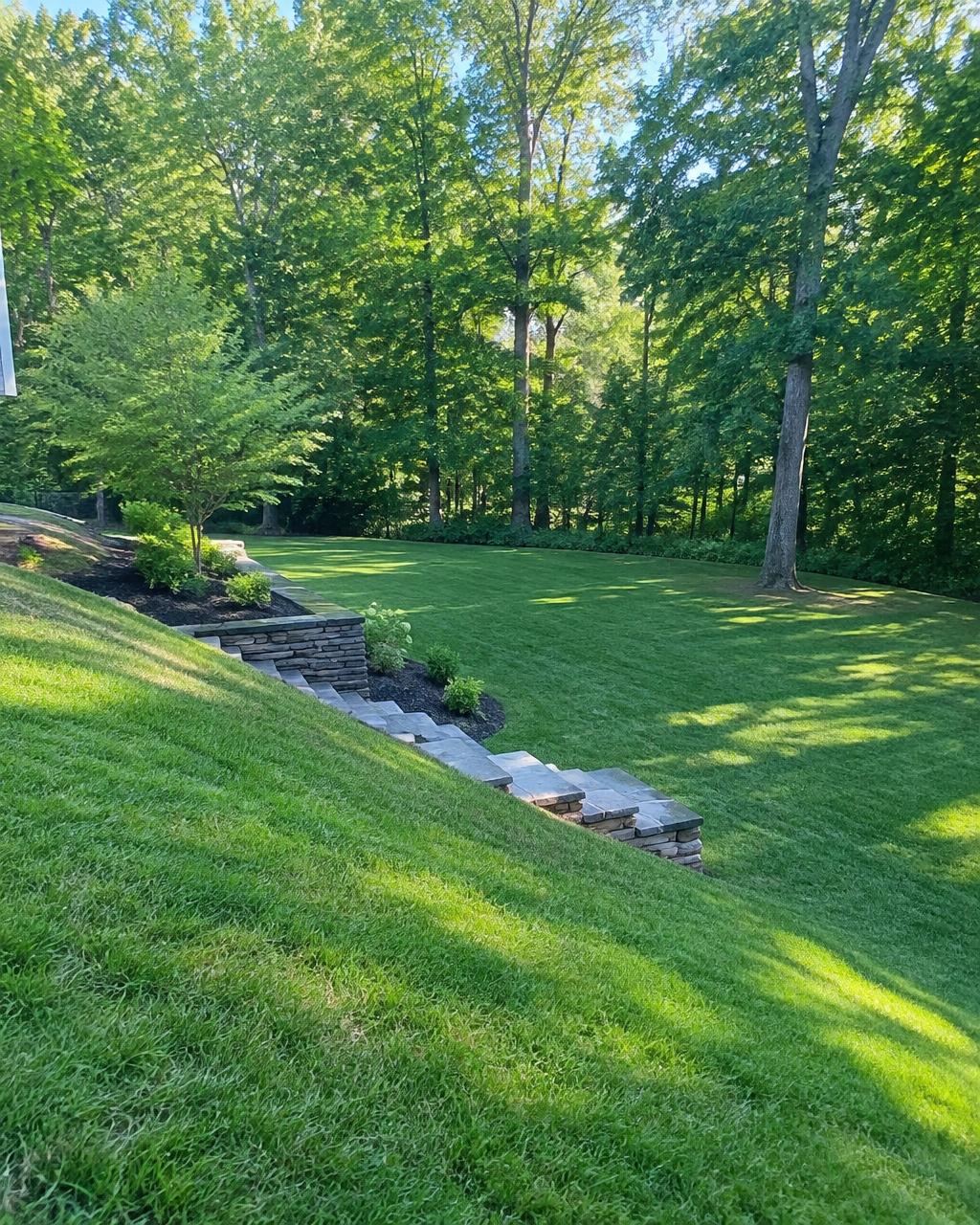 Larger backyard lawn stepping down from a sunny slope to a flat area beside mature woods in Mountainside, NJ