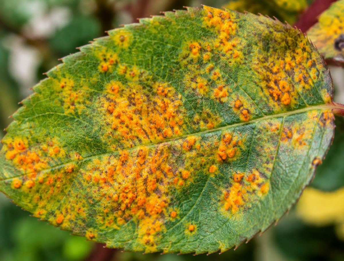 Orange rust pustules covering an ornamental plant leaf