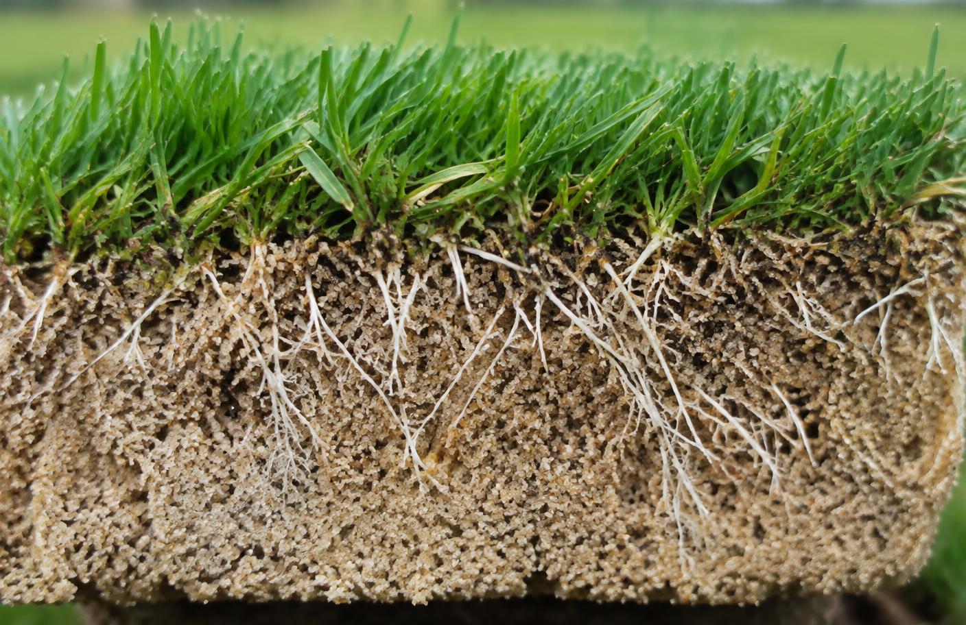 Cross-section of sports field sod showing dense Kentucky bluegrass growing in a sandy, fast-draining rootzone with white roots