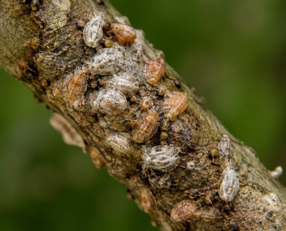 Scale insects clustered along a woody tree branch