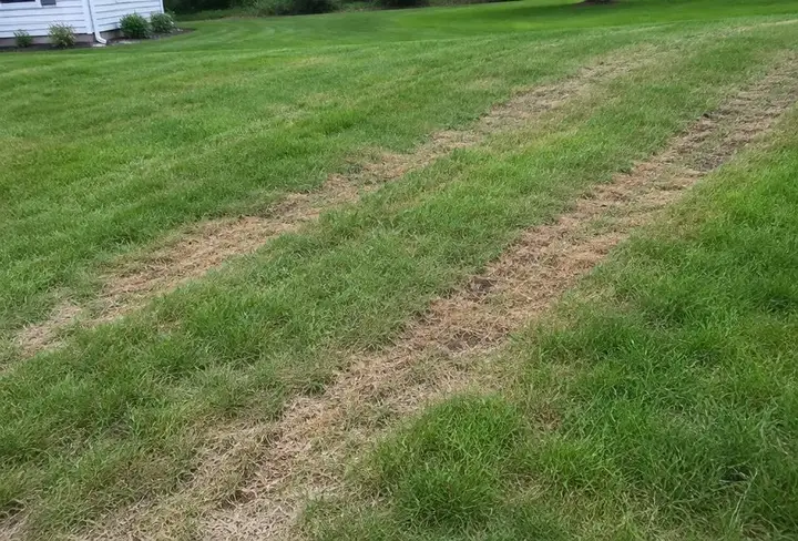 Lawn with brown scalped stripes following mower passes where the grass was cut too short