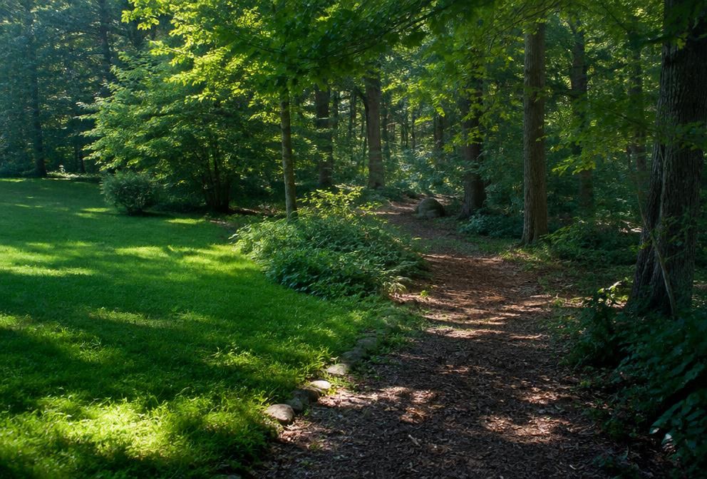 Shaded woodland path where a lawn transitions into the woods