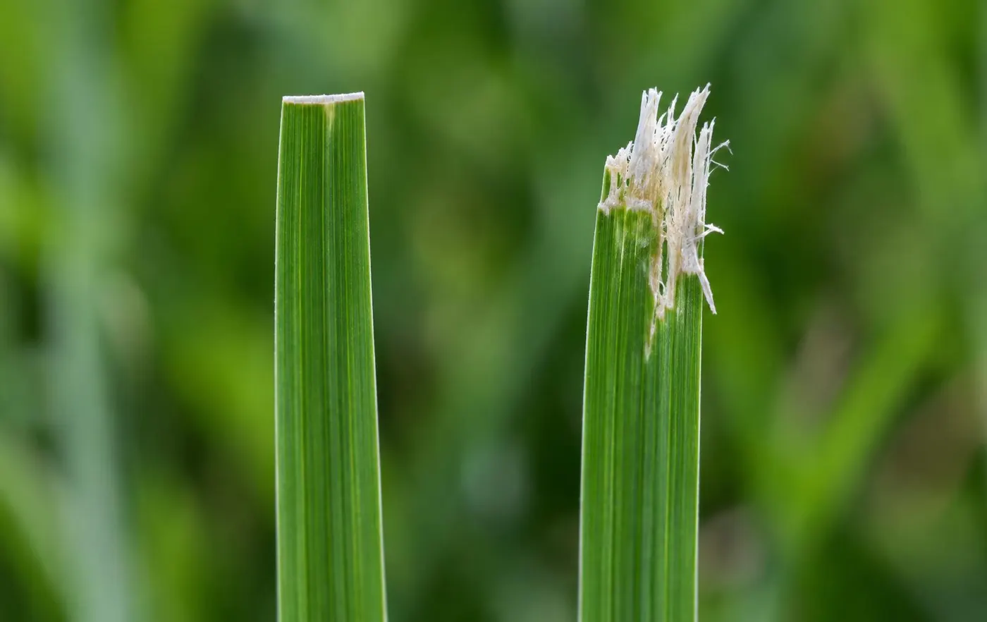 Macro comparison of two tall-fescue grass blades: the left has a clean, straight cut from a sharp mower blade, the right a torn, white, frayed tip from a dull blade