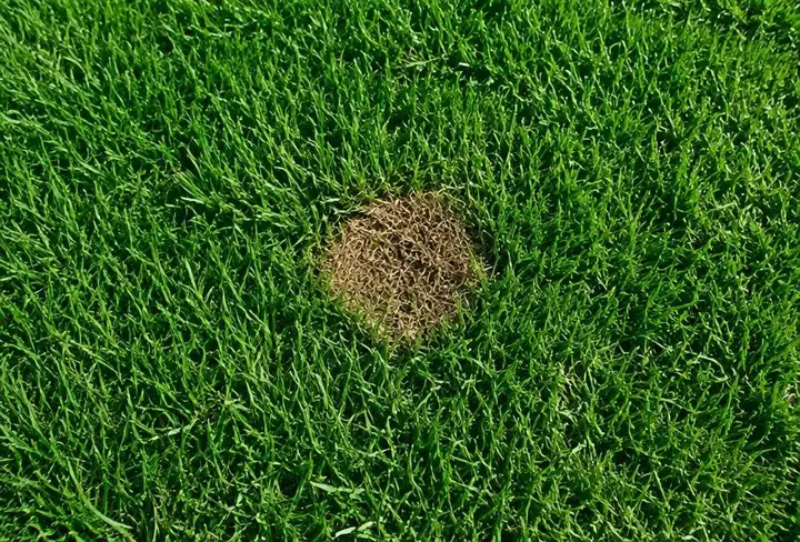 Single isolated round brown spot in an otherwise thick, healthy green lawn
