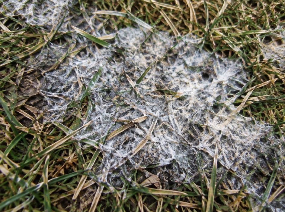 White matted snow mold on early spring turf