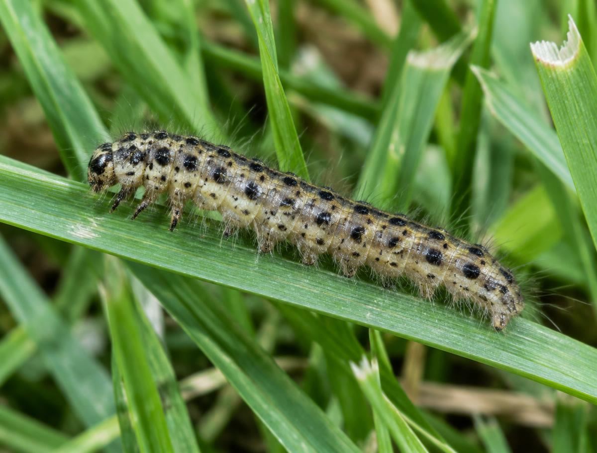 Sod webworm caterpillar on green grass blades