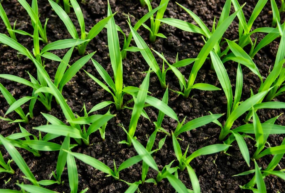 Grass seedlings emerging from dark soil