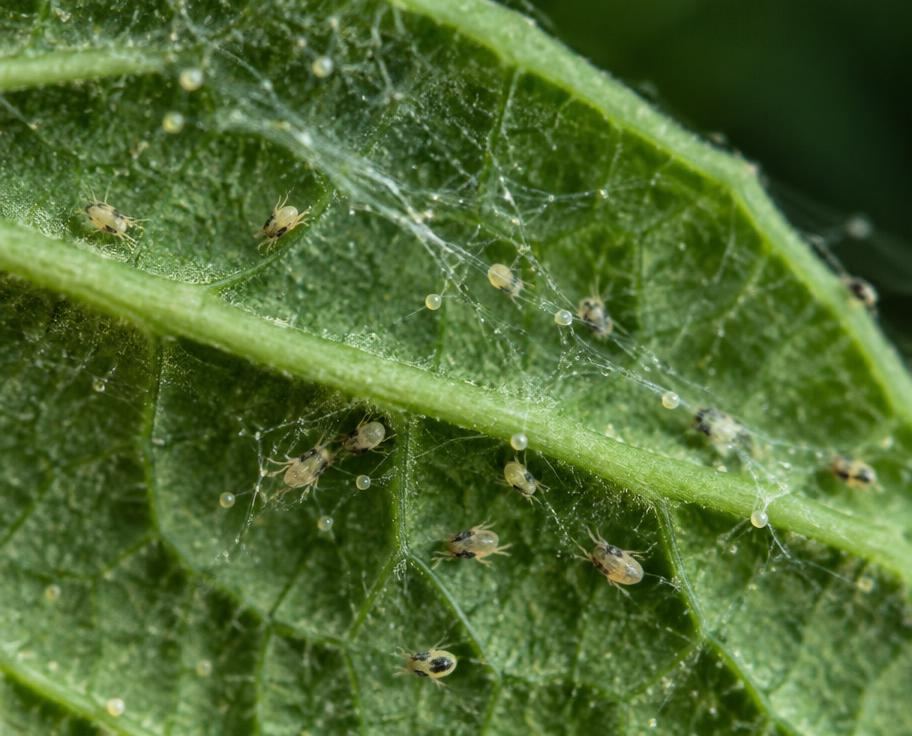 Spider mites and fine webbing on the underside of a green leaf
