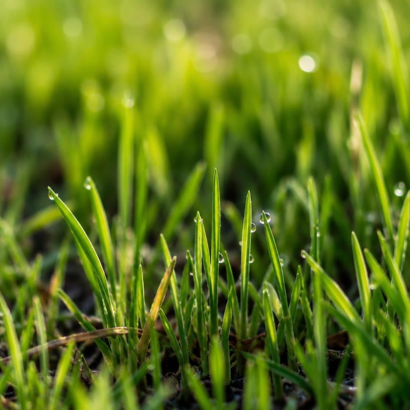New spring grass shoots emerging on a Northern New Jersey lawn