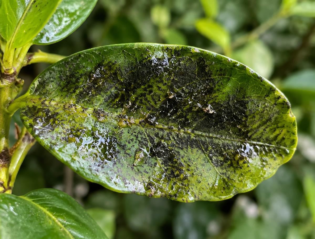 Shiny sticky honeydew residue and dark sooty film on a glossy shrub leaf