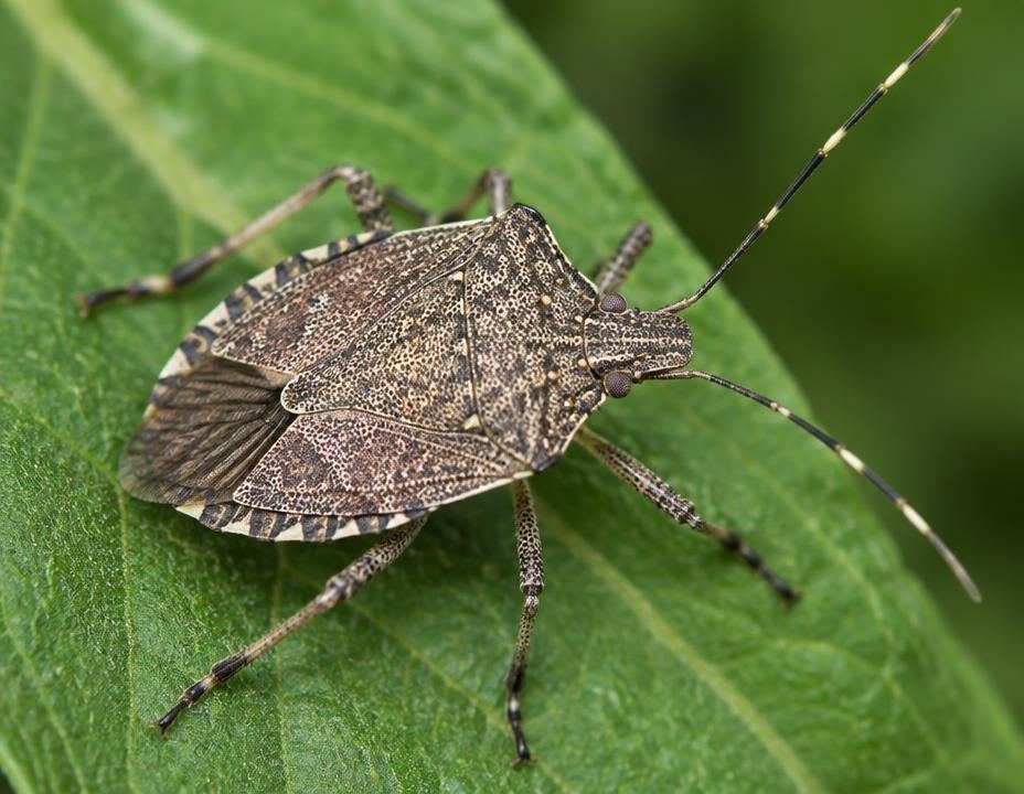 Macro photograph of a brown marmorated stink bug on a green leaf