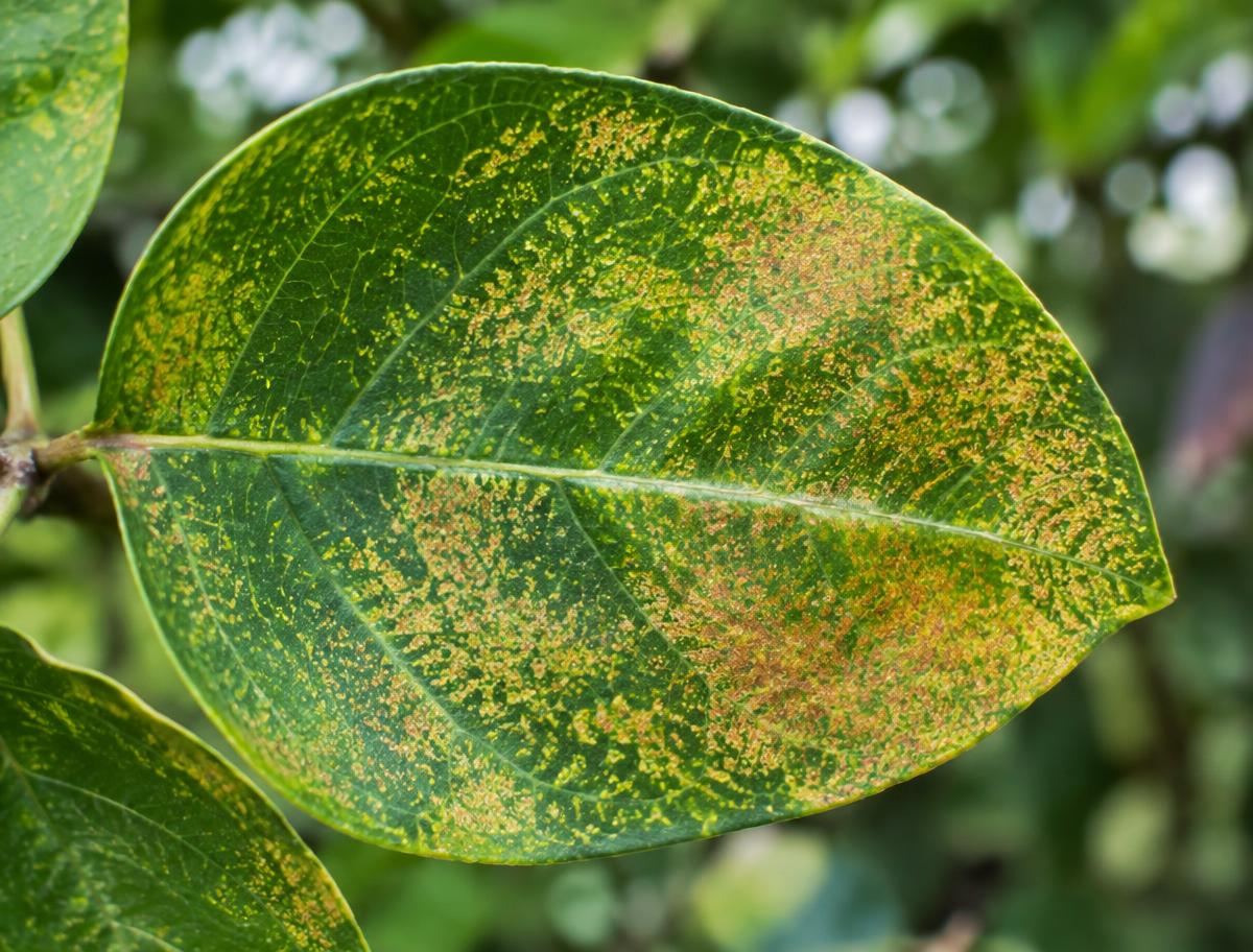 Ornamental leaf with fine yellow stippling and bronzed discoloration