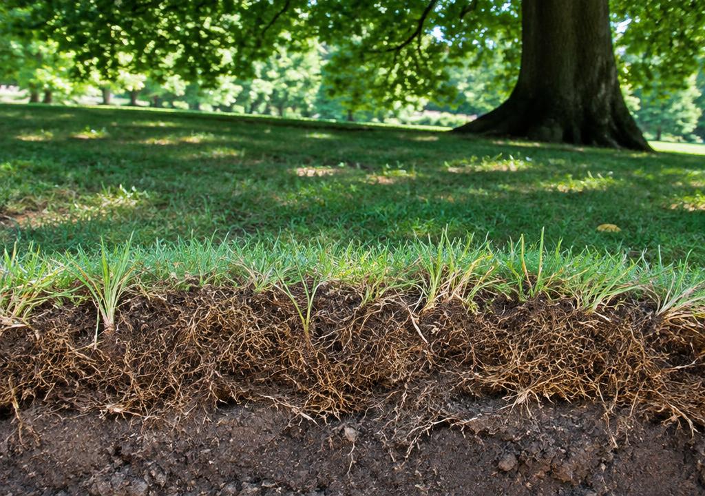 Cut turf section showing a thick thatch layer in a shaded lawn under a tree