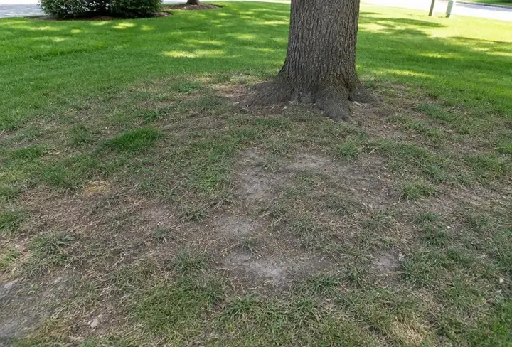 Thin, brown turf with bare compacted soil beneath a mature shade tree in a residential yard