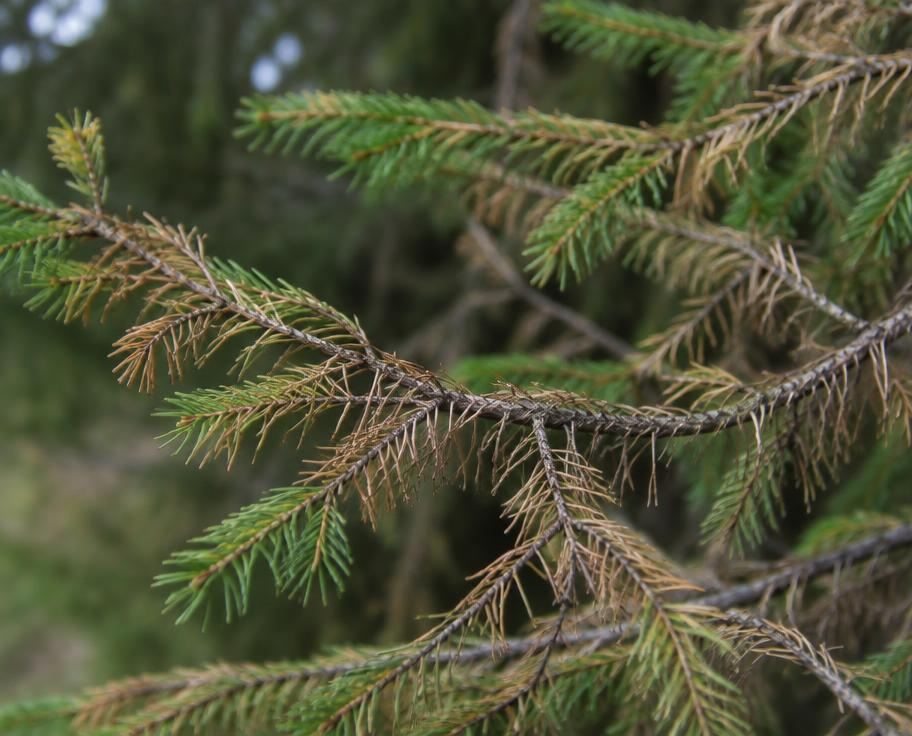 Evergreen branches with browning, thinning needles