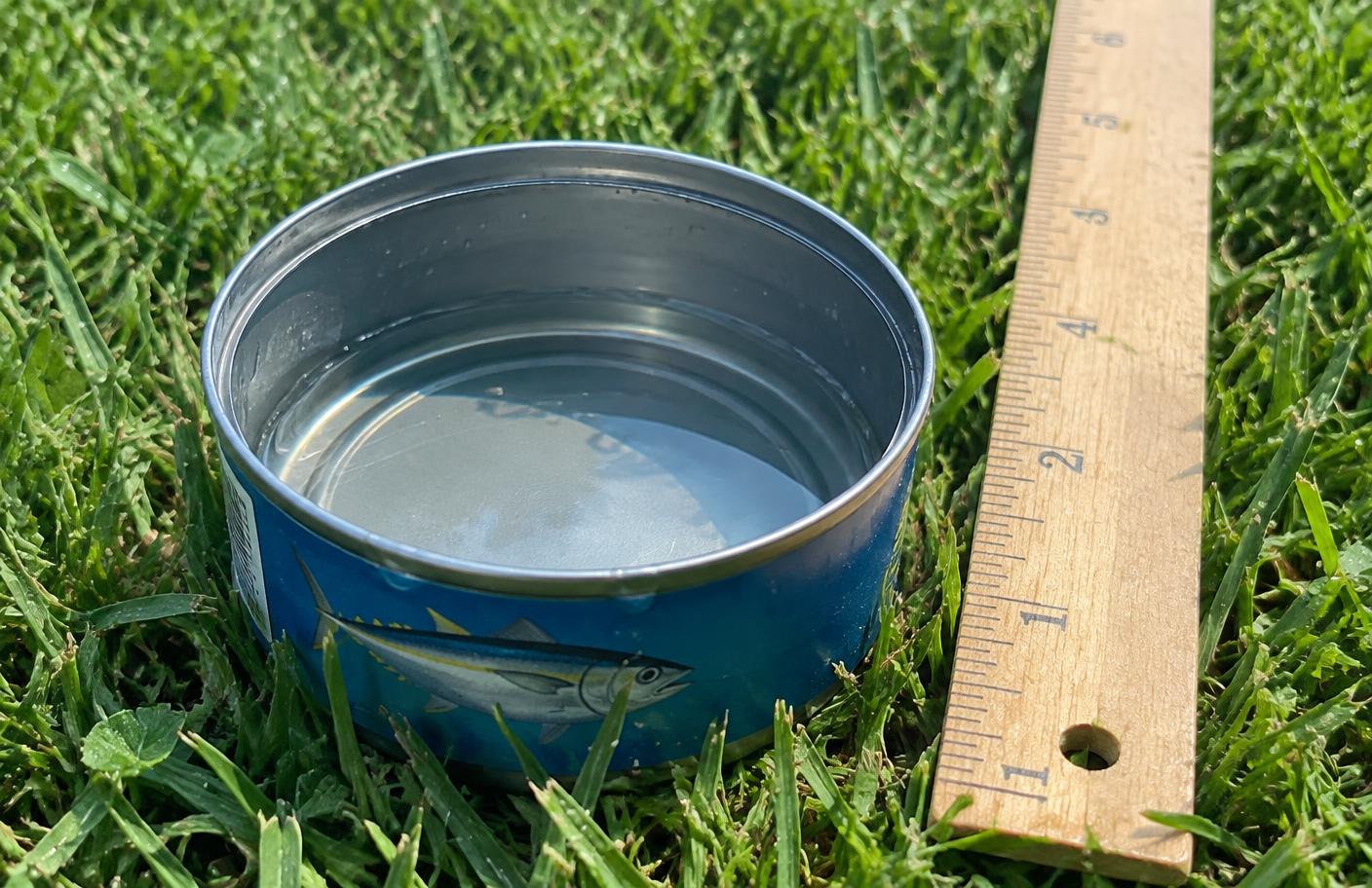 Tuna can on a lawn filled with sprinkler water next to a ruler, used to measure how much water a sprinkler puts down