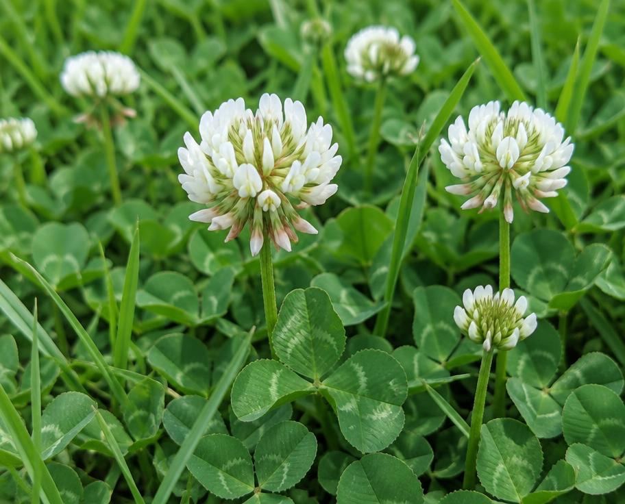 White clover flowers in a lawn
