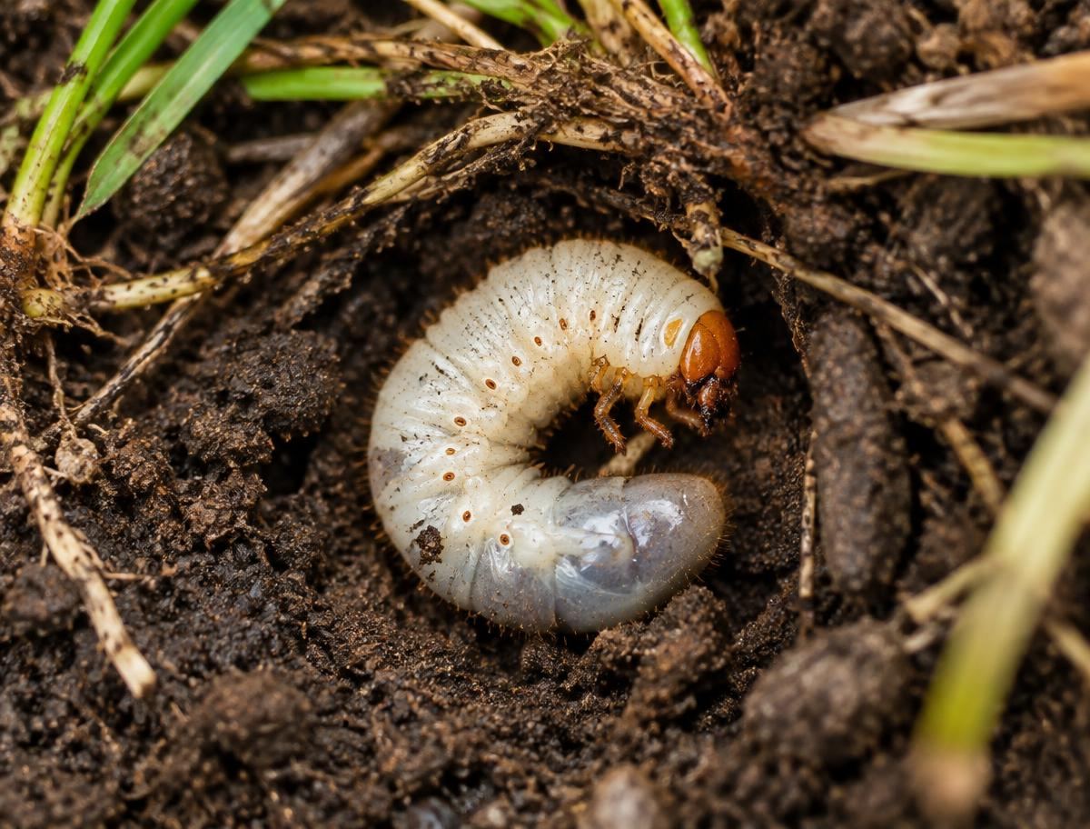 Lawn damage caused by white grubs feeding on grass roots in New Jersey