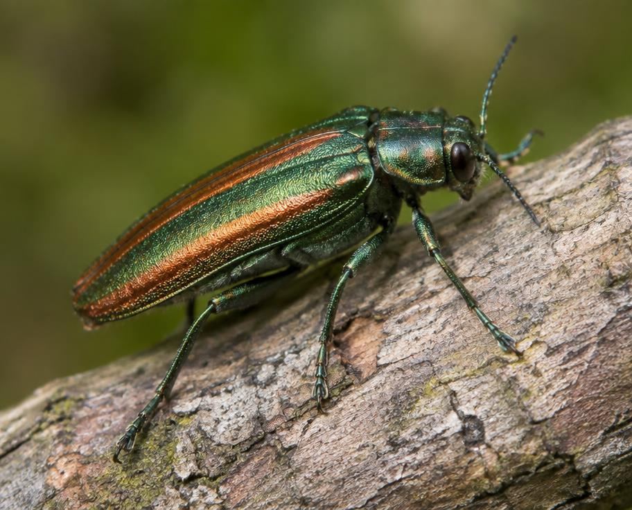 Metallic wood-boring beetle resting on a tree branch