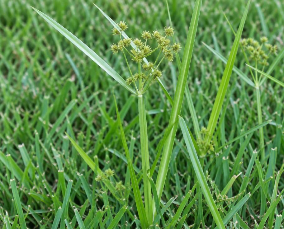 Nutsedge blades standing above lawn grass