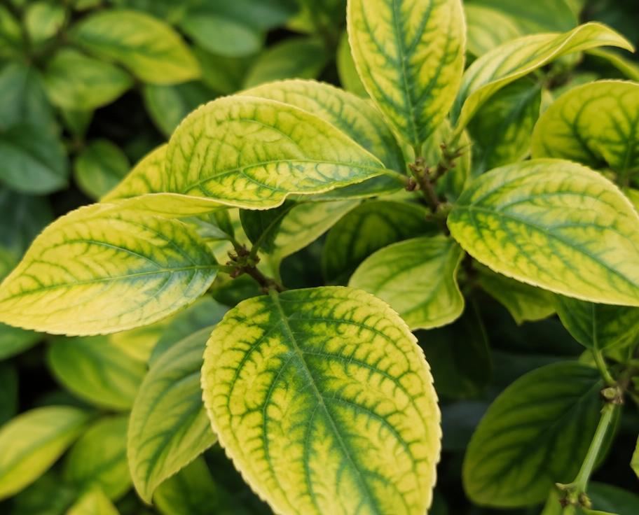Yellowing leaves with green veins on an ornamental shrub