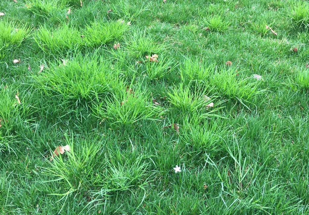 Poa Trivialis