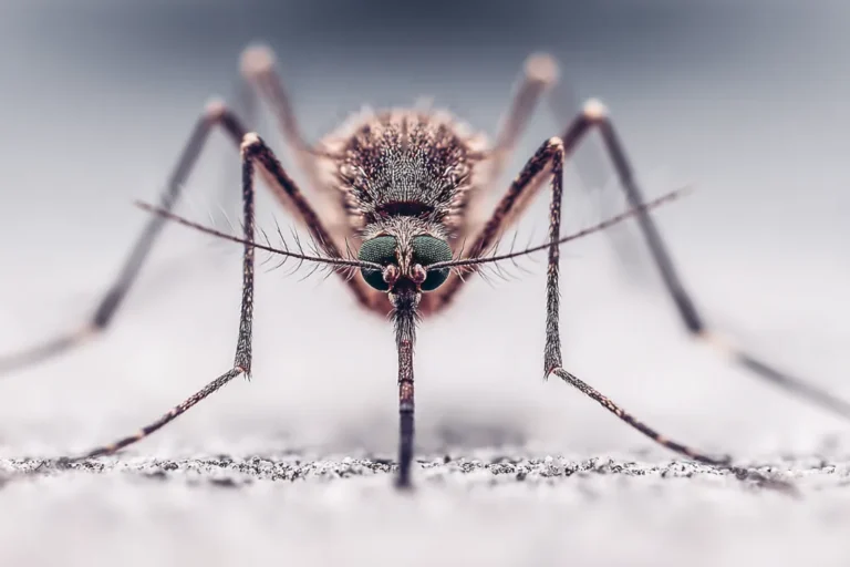 How to fight mosquitos without chemicals