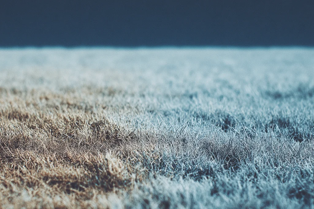 Signs Your Lawn Needs Water